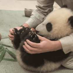 giphy (3).gif