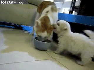 giphy (2).gif