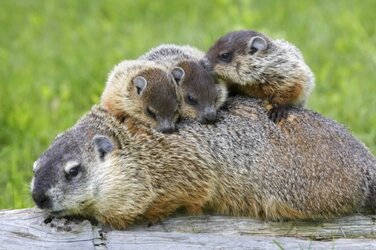 groundhog.jpg