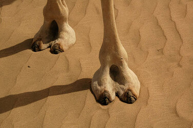 istockphoto-147670445-612x612.jpg