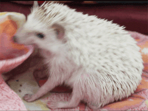 hedgebite.gif