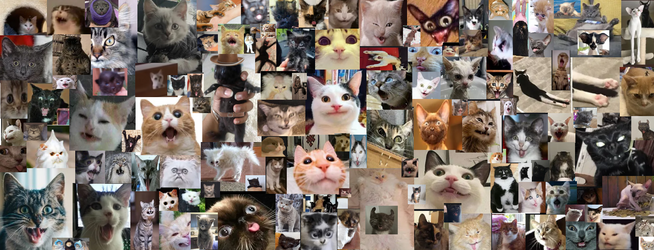 catcollage1.png