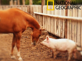 piggy&horse.jpg