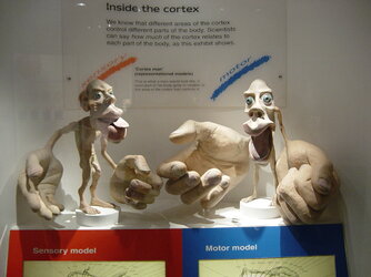 Sensory_and_motor_homunculi.jpg
