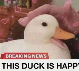 duck.png