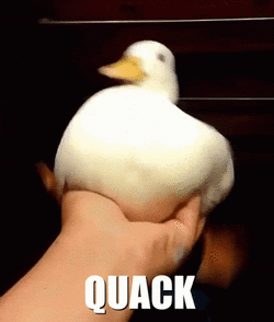 quak.gif