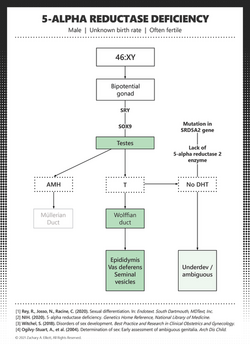 5-alpha+reductase+deficiency.png