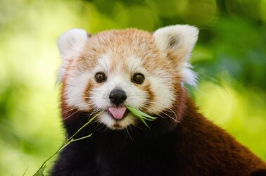 Red Panda 5.jpg