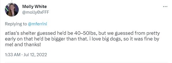 bigdog.jpg