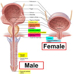 urethra.jpg