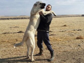 1417178709-kangal-dog-ggf.jpg