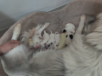 incest puppies pic.png