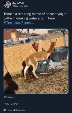 alpaca bathing tweet 1.png
