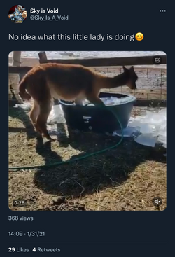 alpaca bathing tweet 2.png