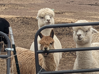 alpaca chewing on gate.png
