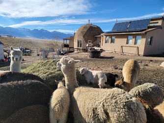 alpacas outside house 1.png