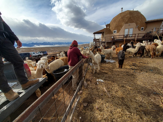 alpacas outside house 2.png