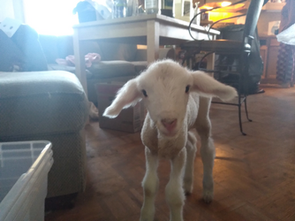 goat in house.png