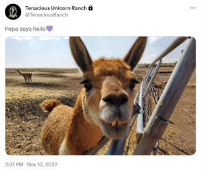 tranch pepe tweet 2 .png