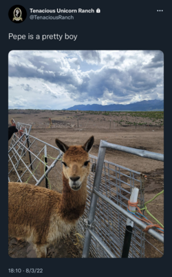 tranch pepe tweet 3.png
