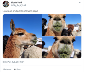 sky pepe tweet 3.png