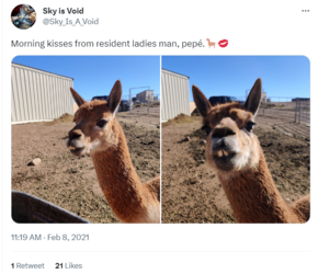 sky pepe tweet 4.png