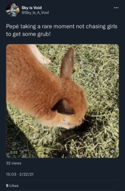 sky pepe video tweet.png