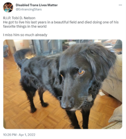 rip tobi bonnie tweet.png