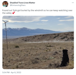 tobi burial tweet.png