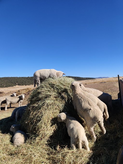 sheep crowd.png