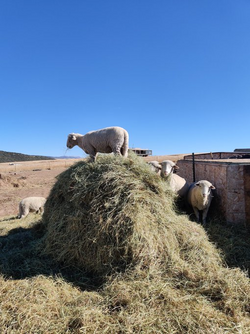 sheep on hay 1.png