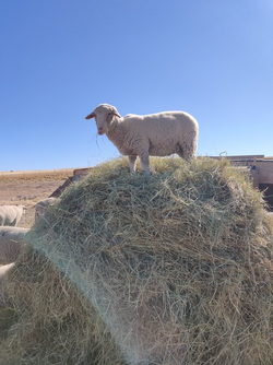 sheep on hay 2.png