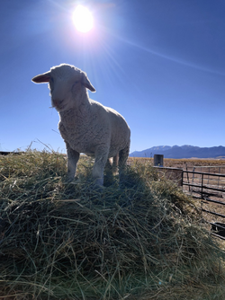 sheep on hay 3.png