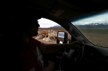 bonnie driving past alpacas.png