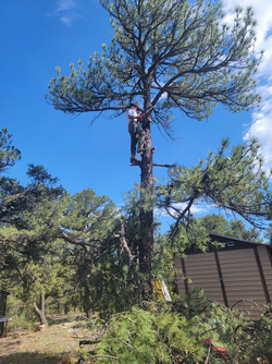 penny in tree pic 1.png