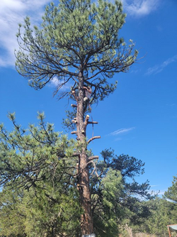 penny in tree pic 2.png