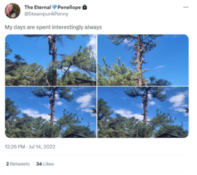 penny in tree tweet.png
