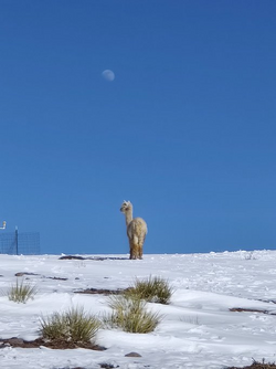 alpaca moon.png