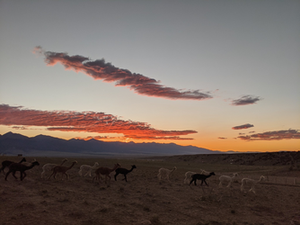 alpacas walking sunset.png