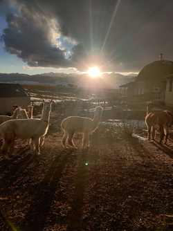 sunset alpaca 1.png