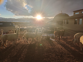 sunset alpaca 2.png