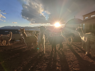 sunset alpaca 3.png