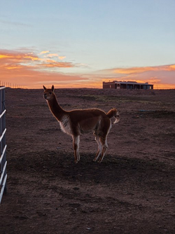 sunset alpaca 4.png