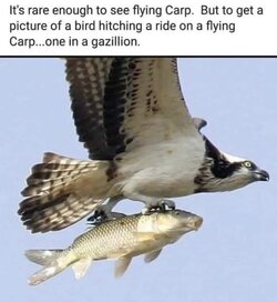Carp.jpg