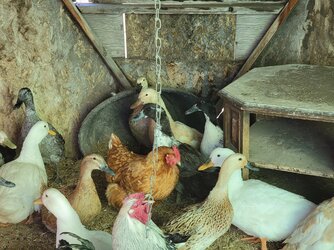 duck house thing interior.jpg
