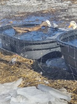 duck trying to swim in water.jpg
