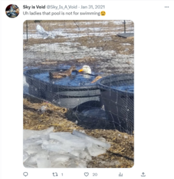 ducks trying to swim in water tweet.png