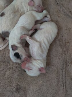 incest puppies tweet pic.jpg