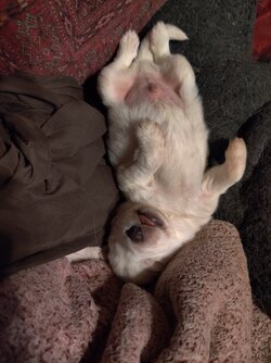 worf tweet pic.jpg