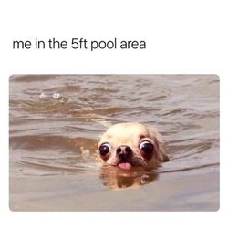 harbor-seal-5ft-pool-area.jpeg